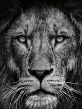 Men'S 3D Lion Graphic T-Shirt - Casual Black Short Sleeve Tee with Realistic