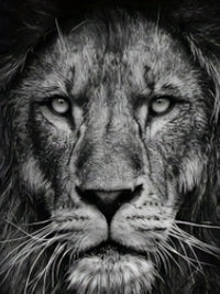 Men'S 3D Lion Graphic T-Shirt - Casual Black Short Sleeve Tee with Realistic