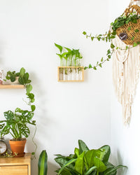 Ivolador Wall Mounted Hanging Plants Terrariumin Test Tube Flower Bud Tabletop Glass Wooden Stand with 5 Test Tube Perfect for Propagating Hydroponic Plants Home Garden Wedding Decoration-Log