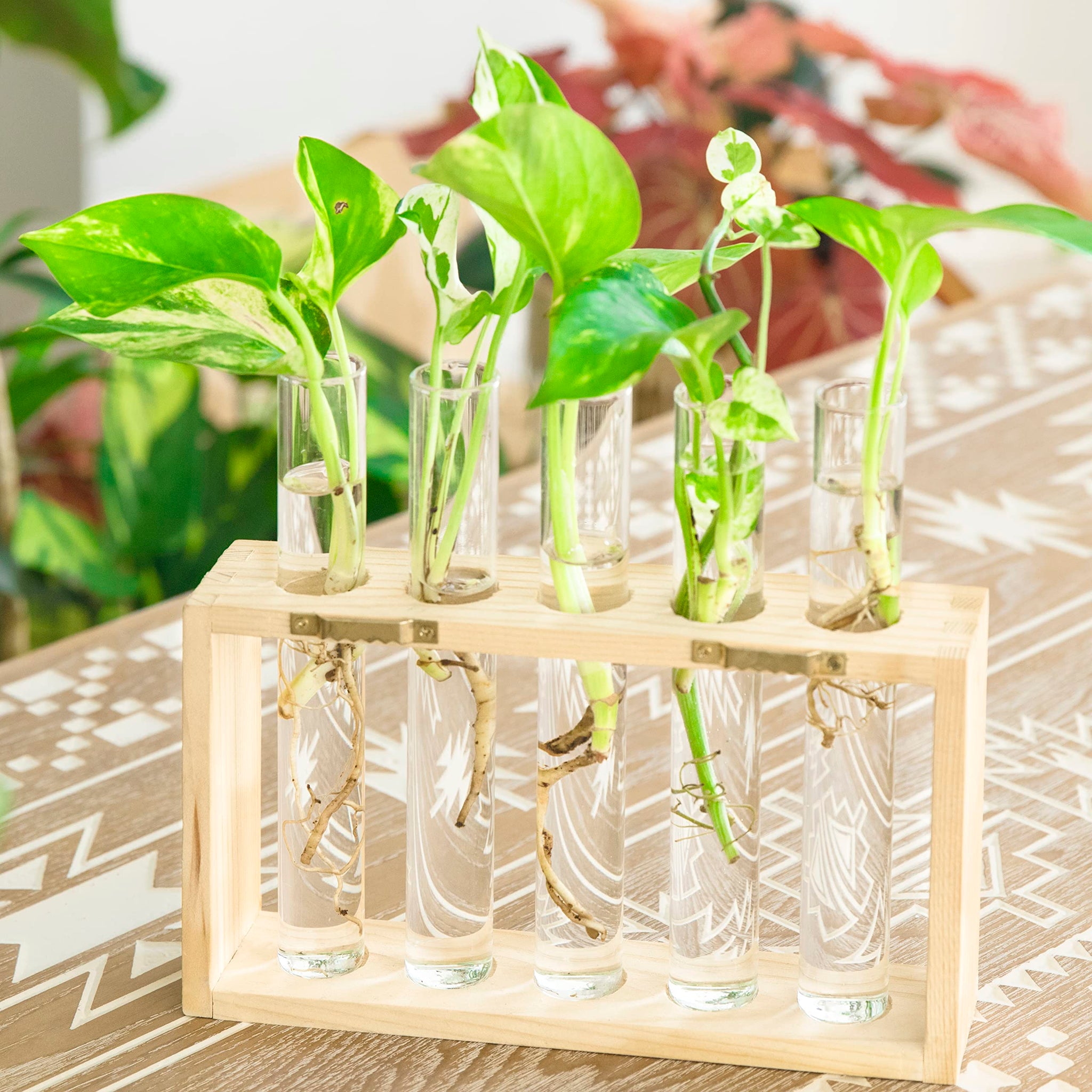Ivolador Wall Mounted Hanging Plants Terrariumin Test Tube Flower Bud Tabletop Glass Wooden Stand with 5 Test Tube Perfect for Propagating Hydroponic Plants Home Garden Wedding Decoration-Log
