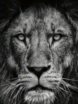 Men'S 3D Lion Graphic T-Shirt - Casual Black Short Sleeve Tee with Realistic Lion Print, All-Season Comfort, Mesh Fabric, Adult Fit, Outdoor Clothing | Realistic Print Shirt | Mesh Fabric Top, Lion Print Shirt