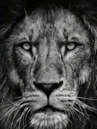 Men'S 3D Lion Graphic T-Shirt - Casual Black Short Sleeve Tee with Realistic Lion Print, All-Season Comfort, Mesh Fabric, Adult Fit, Outdoor Clothing | Realistic Print Shirt | Mesh Fabric Top, Lion Print Shirt